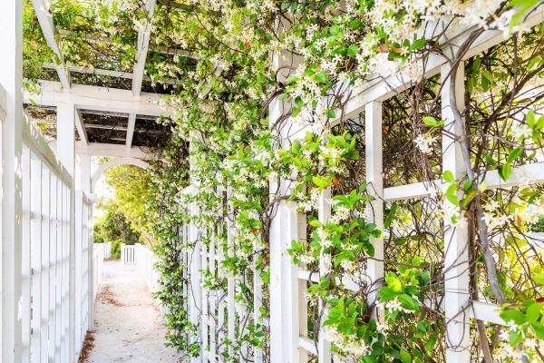 Trellis Repair in Fairfield