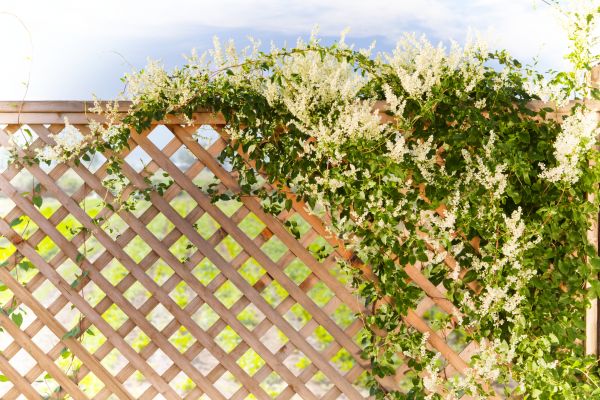 Lattice Repair in Fairfield