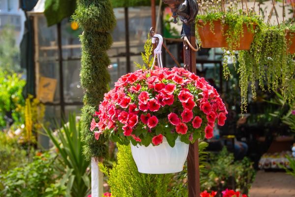 Hanging Planter Installation in Fairfield