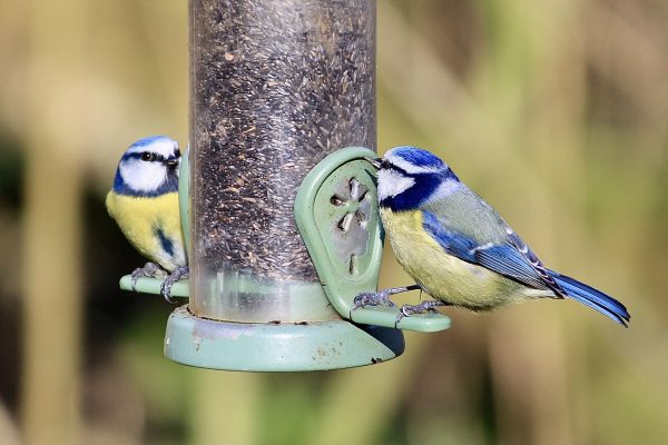 Bird Feeder Mounting Service in Fairfield