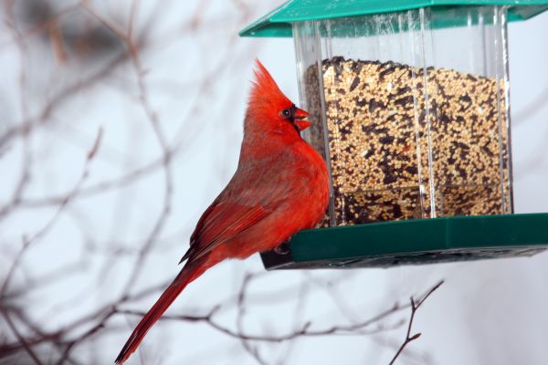 Bird Feeder Hanging in Fairfield
